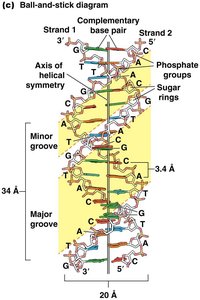 Ball-and-stick model of DNA
