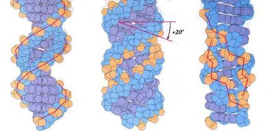 B-DNA, A-DNA, Z-DNA forms