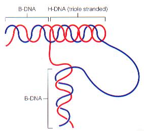 Triple-stranded H-DNA
