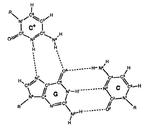 Triple-stranded H-DNA base pairing