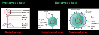 Virus structure: bacteriophage, naked capsid, enveloped virus