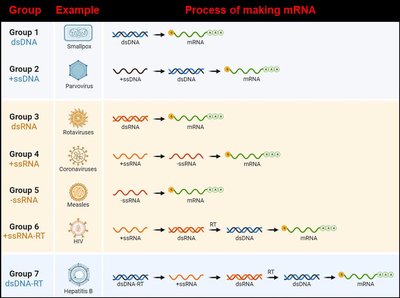 Baltimore classification of viruses