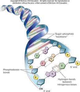 Complementary base pairing: A-T and G-C