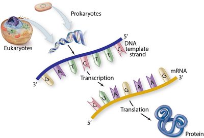 Central dogma: DNA to RNA to protein in prokaryotes and eukaryotes