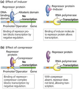 Negative and positive regulation: repressors and activators