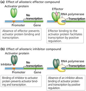 Negative and positive regulation: effectors and inhibitors