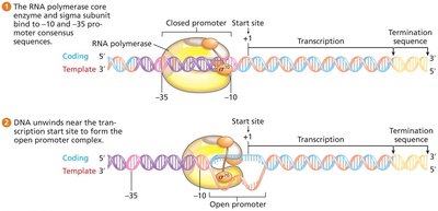 RNA polymerase and sigma factor binding to promoter