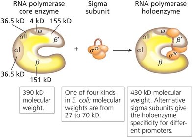 RNA polymerase core enzyme and sigma subunit