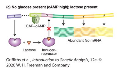 Lac operon: abundant mRNA when lactose present, glucose absent