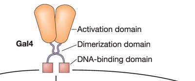 Gal4 transcription factor domains
