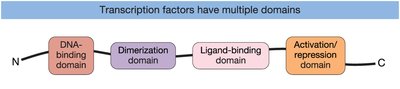 Transcription factors have multiple domains