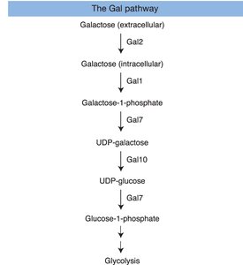 The Gal pathway: galactose metabolism in yeast