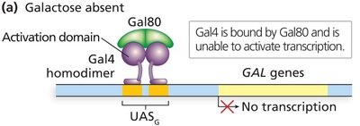 Gal4, Gal80, and Gal3 regulation of GAL genes