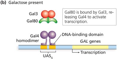 Gal4 activation and repression by Gal80 and Gal3