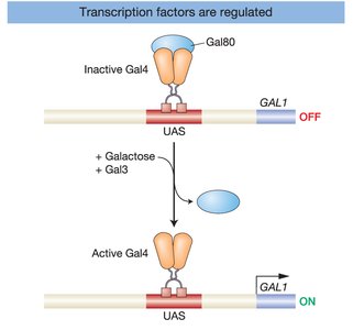Gal4, Gal80, and Gal3: regulation of GAL gene transcription