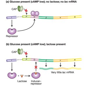Lac operon: low or no mRNA when glucose present or lactose absent