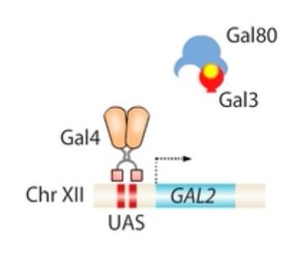 Transcription factors are regulated: Gal4, Gal80, Gal3