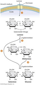 Lactose import and breakdown by β-galactosidase