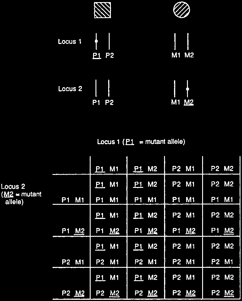 Punnett square for two different autosomal dominant disorders