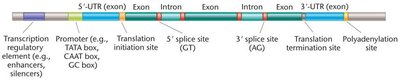 Characteristics of a protein-coding gene used during annotation