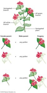 Variegation and maternal inheritance in plants