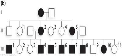 Pedigree of Leber hereditary optic neuropathy (LHON)