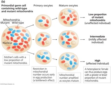 Mechanism of incomplete penetrance in mitochondrial disorders