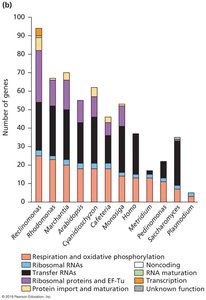 Number and function of mitochondrial genes in various organisms