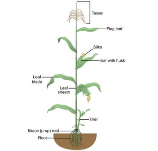 Corn plant structure relevant to CMS breeding
