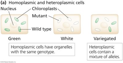 Homoplasmic and heteroplasmic cells