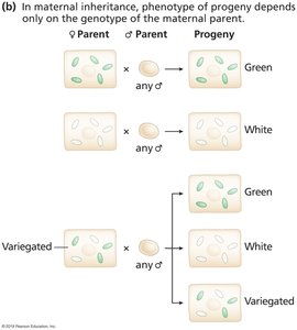 Maternal inheritance of plastids