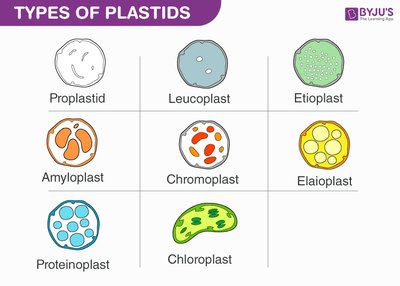 Types of plastids