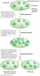 Replicative segregation of organelle genomes