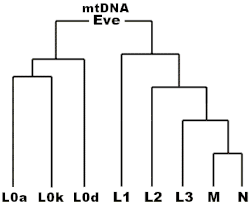 mtDNA Eve phylogeny