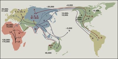 Human migration patterns inferred from mtDNA