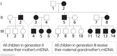 Pedigree showing maternal inheritance of mtDNA
