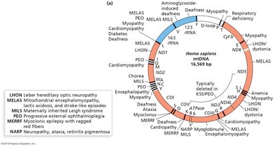 Human mitochondrial genome and associated diseases