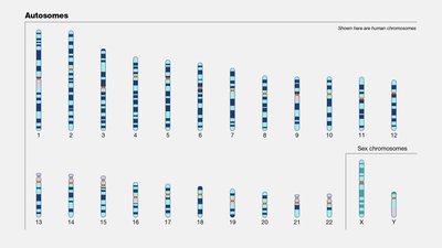 Diagram of autosomes in humans