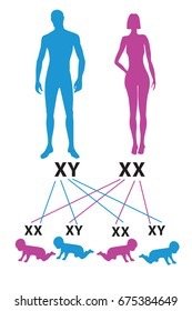 SRY gene on the Y chromosome