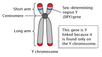 SRY gene and mammalian male sex determination