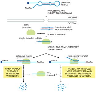 miRNA mechanism of gene silencing