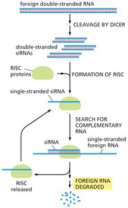 siRNA mechanism of RNA interference