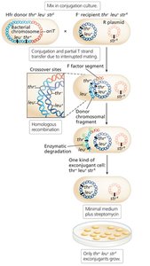 Hfr conjugation and exconjugant detection