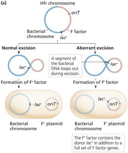 F factor excision: normal and aberrant