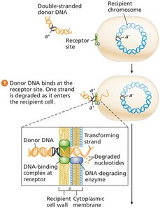 Transformation: DNA uptake and integration (steps 1-2)