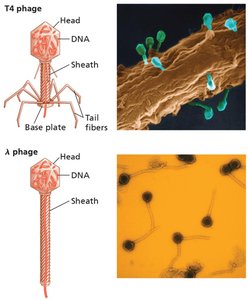 T4 and lambda phage structures