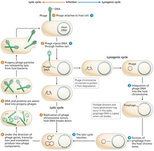Lytic and lysogenic cycles of a temperate bacteriophage