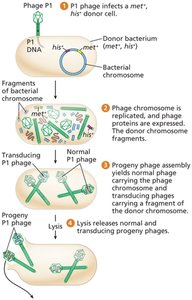 Generalized transduction: steps 1-4