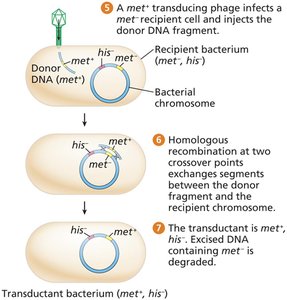 Generalized transduction: steps 5-7