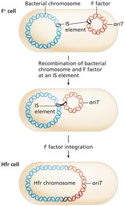 Integration of F factor to form Hfr chromosome